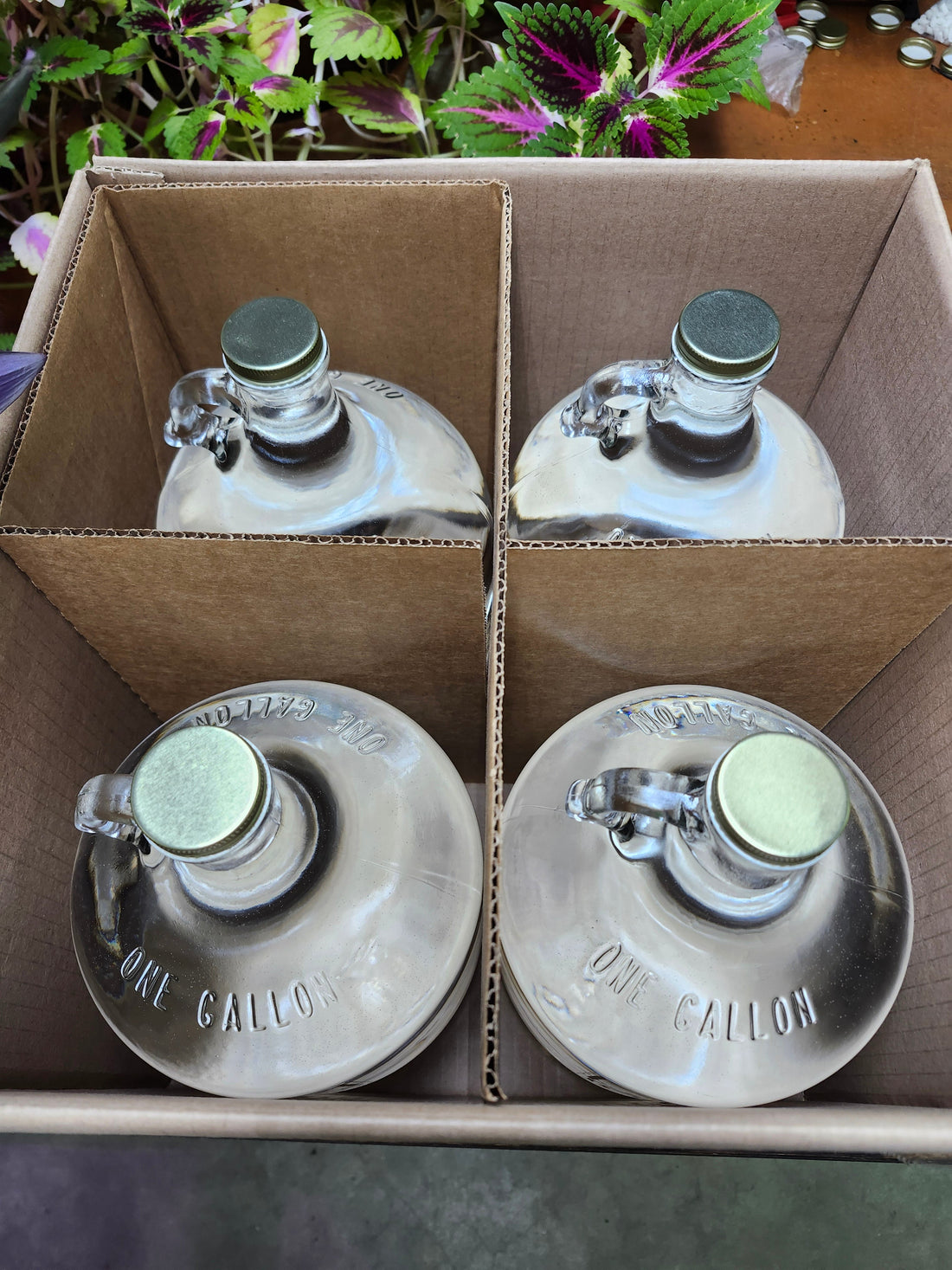 Water Fasting - What It Is, Why It Is a Growing Practice, and What it Can Do For You