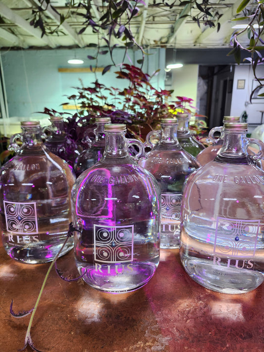 Rius Structured Water – 1 Gallon Jug (8 count, 1 week supply)